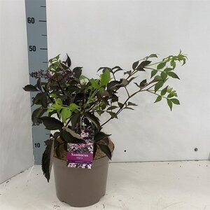 Sambucus nigra Black Beauty 30-40 cm cont. 5,0L - afbeelding 3