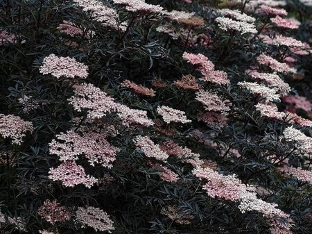 Sambucus nigra Black Lace 80-100 cm wortelgoed struik - afbeelding 1