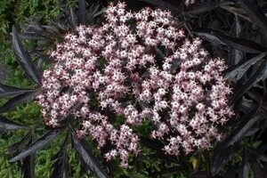 Sambucus nigra Black Lace 80-100 cm wortelgoed struik - afbeelding 2