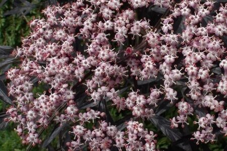 Sambucus nigra Black Lace 80-100 cm wortelgoed struik - afbeelding 4