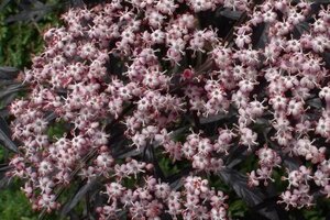 Sambucus nigra Black Lace 80-100 cm wortelgoed struik - afbeelding 4