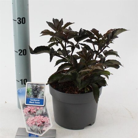 Sambucus nigra Black Tower 25-30 cm cont. 2,0L - afbeelding 1