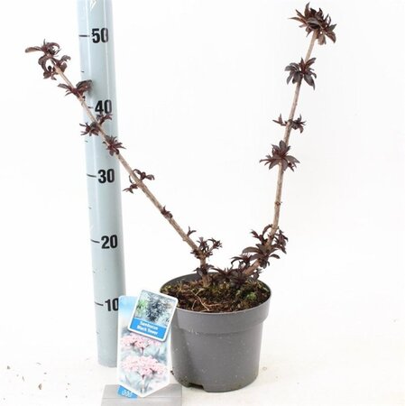 Sambucus nigra Black Tower 25-30 cm cont. 2,0L - afbeelding 2