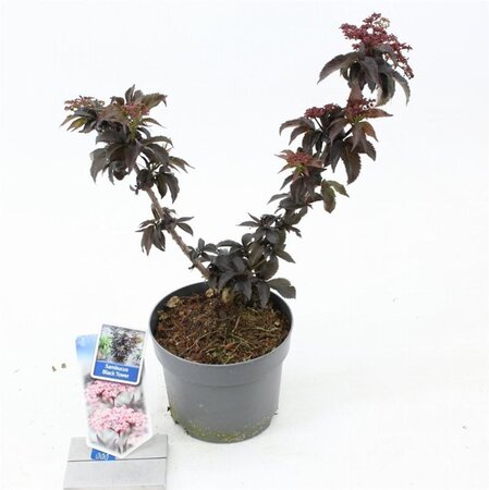 Sambucus nigra Black Tower 25-30 cm cont. 2,0L - afbeelding 3