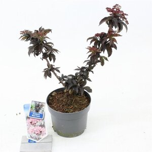 Sambucus nigra Black Tower 25-30 cm cont. 2,0L - afbeelding 3