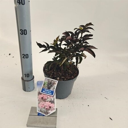 Sambucus nigra Black Tower 25-30 cm cont. 2,0L - afbeelding 4