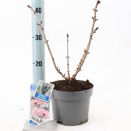 Sambucus nigra Black Tower 25-30 cm cont. 2,0L - afbeelding 5