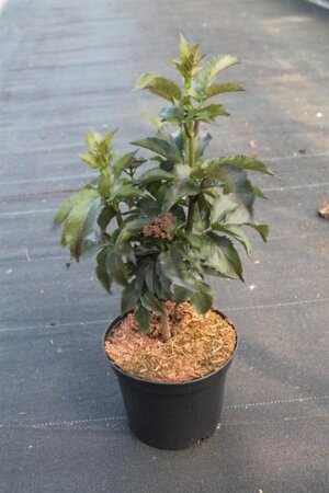 Sambucus nigra Black Tower 25-30 cm cont. 3,0L