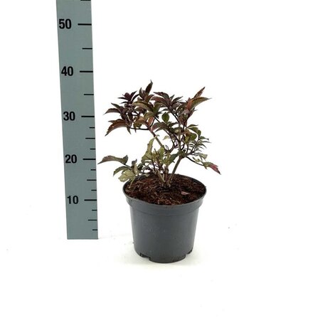 Sambucus nigra Black Tower 25-30 cm cont. 3,0L