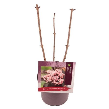 Sambucus nigra Black Tower 40-50 cm cont. 3,0L