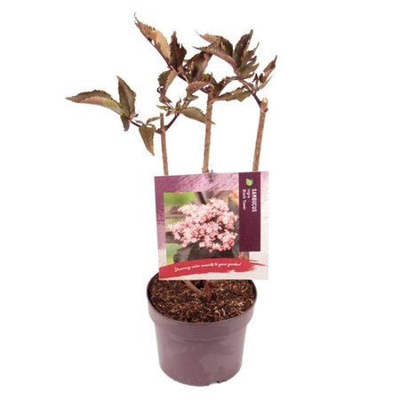 Sambucus nigra Black Tower 40-50 cm cont. 3,0L