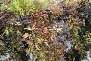 Sambucus nigra Black Tower geen maat specificatie cont. 3,0L - afbeelding 1