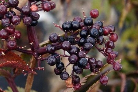 Sambucus nigra Black Tower geen maat specificatie cont. 3,0L - afbeelding 2