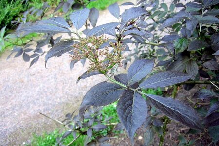 Sambucus nigra 'Guincho Purple' 80-100 cm cont. 7,5L - afbeelding 2