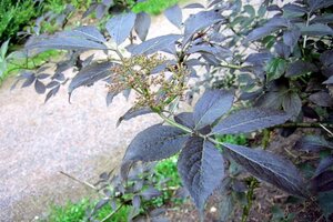 Sambucus nigra 'Guincho Purple' 80-100 cm met kluit - afbeelding 2