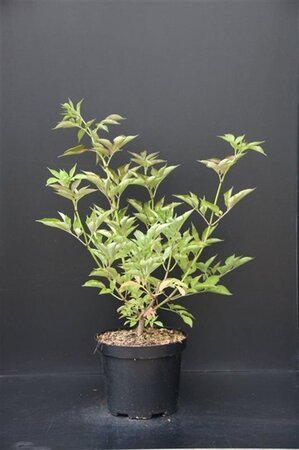 Sambucus nigra 'Haschberg' 60-80 cm cont. 7,5L