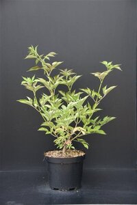 Sambucus nigra 'Haschberg' 60-80 cm cont. 7,5L