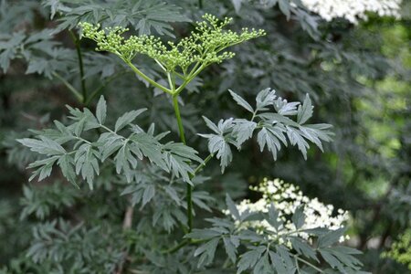 Sambucus nigra 'Laciniata' 150-175 cm met kluit - afbeelding 1