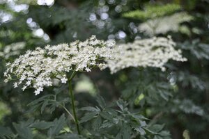 Sambucus nigra 'Laciniata' 150-175 cm met kluit - afbeelding 3