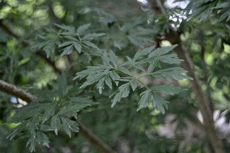 Sambucus nigra 'Laciniata' 150-175 cm met kluit - afbeelding 4