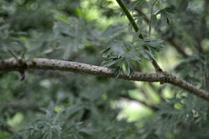 Sambucus nigra 'Laciniata' 60-90 cm container - afbeelding 2