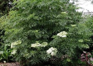 Sambucus nigra 'Laciniata' 60-90 cm container - afbeelding 5