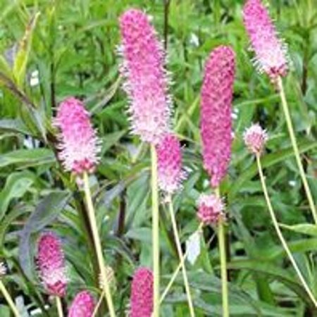 Sanguisorba o. 'Pink Tanna' geen maat specificatie 0,55L/P9cm - afbeelding 2