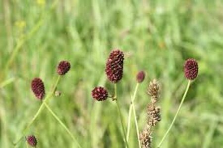 Sanguisorba o. 'Pink Tanna' geen maat specificatie 0,55L/P9cm - afbeelding 3