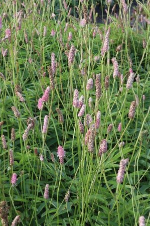 Sanguisorba o. 'Pink Tanna' geen maat specificatie 0,55L/P9cm - afbeelding 1