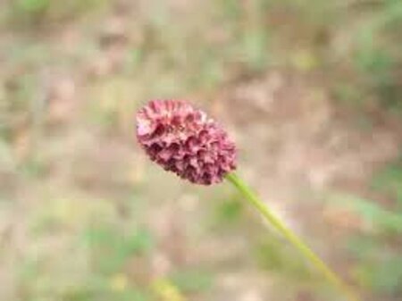 Sanguisorba o. 'Pink Tanna' geen maat specificatie 0,55L/P9cm - afbeelding 4