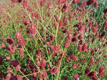 Sanguisorba o. 'Red Thunder' geen maat specificatie 0,55L/P9cm - afbeelding 1