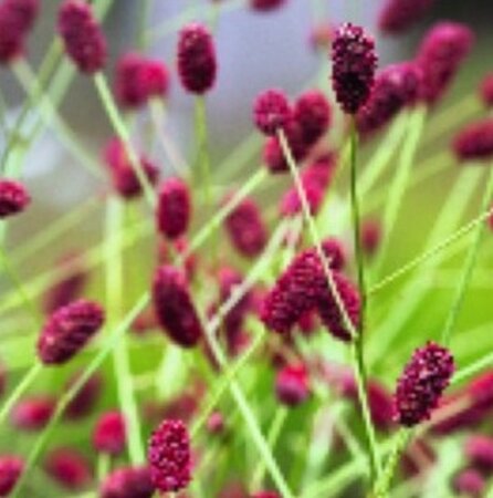 Sanguisorba o. 'Red Thunder' geen maat specificatie 0,55L/P9cm - afbeelding 2