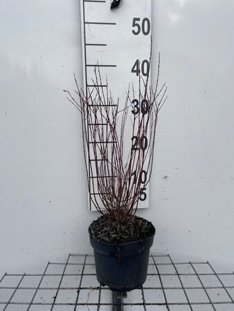 Salix purpurea 'Nana' 30-40 cm cont. 2,0L