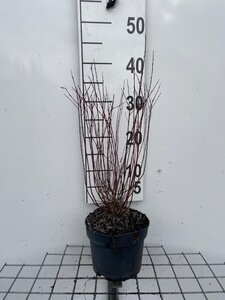 Salix purpurea 'Nana' 30-40 cm cont. 2,0L
