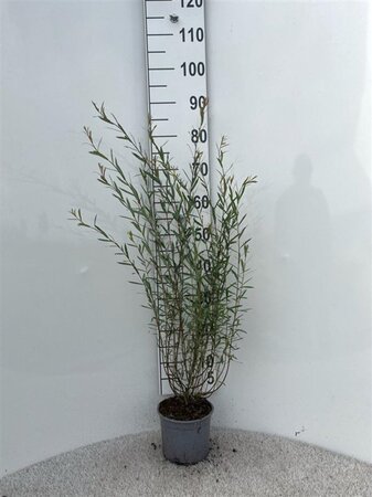 Salix purpurea 'Nana' 40-60 cm cont. 2,0L - afbeelding 3