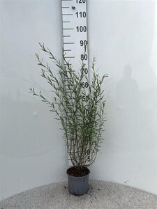 Salix purpurea 'Nana' 40-60 cm cont. 2,0L - afbeelding 3