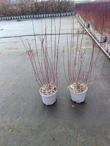 Salix purpurea 'Nana' 40-60 cm cont. 2,0L - afbeelding 4
