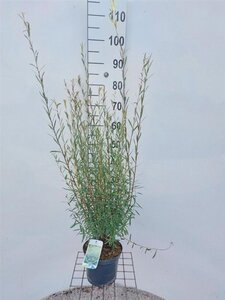 Salix purpurea 'Nana' 60-80 cm cont. 3,0L - afbeelding 3