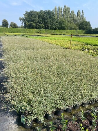 Salix purpurea 'Nana' geen maat specificatie cont. 2,0L - afbeelding 1
