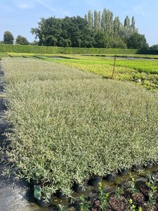 Salix purpurea 'Nana' geen maat specificatie cont. 2,0L - afbeelding 1