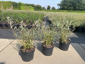 Salix purpurea 'Nana' geen maat specificatie cont. 2,0L - afbeelding 3