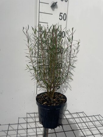 Salix purpurea 'Nana' geen maat specificatie cont. 3,0L - afbeelding 2