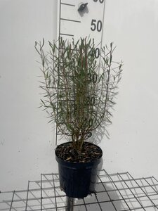 Salix purpurea 'Nana' geen maat specificatie cont. 3,0L - afbeelding 2