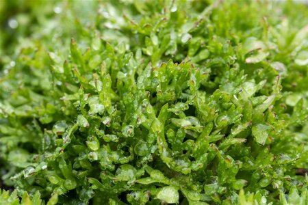 Saxifraga (A) 'Peter Pan' geen maat specificatie 0,55L/P9cm - afbeelding 1