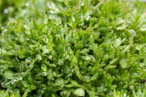 Saxifraga (A) 'Peter Pan' geen maat specificatie 0,55L/P9cm