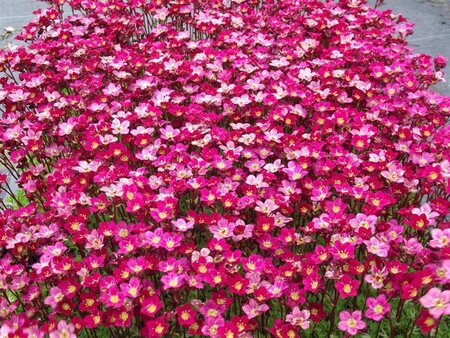 Saxifraga (A) 'Peter Pan' geen maat specificatie 0,55L/P9cm - afbeelding 6