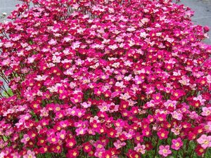 Saxifraga (A) 'Peter Pan' geen maat specificatie 0,55L/P9cm - afbeelding 6