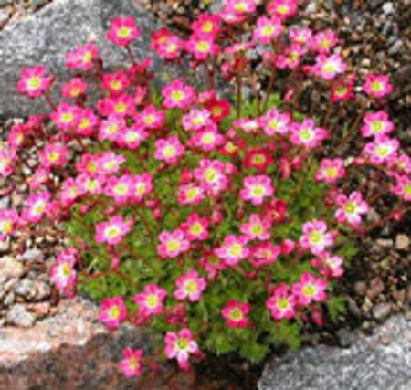 Saxifraga (A) 'Peter Pan' geen maat specificatie 0,55L/P9cm - afbeelding 7
