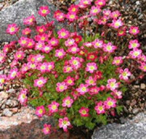 Saxifraga (A) 'Peter Pan' geen maat specificatie 0,55L/P9cm - afbeelding 7