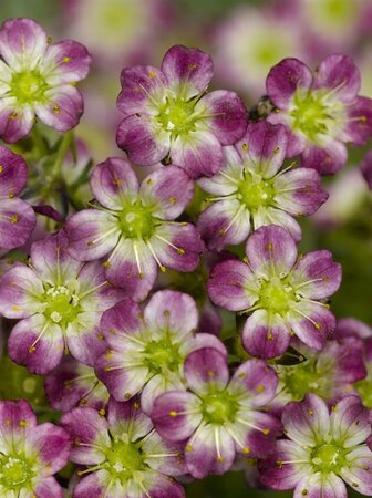 Saxifraga (A) 'Peter Pan' geen maat specificatie 0,55L/P9cm - afbeelding 8